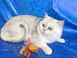 Котики на продажу - фото 11