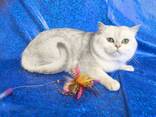 Котики на продажу - фото 13