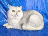 Котики на продажу - фото 14