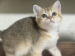 Котята - фото 3