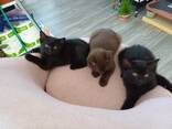 Котята - photo 1