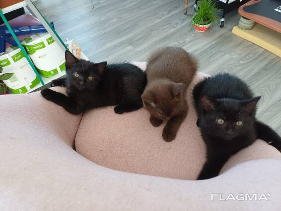 Котята