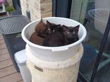 Котята - photo 1