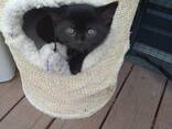 Котята - photo 2