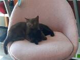 Котята - photo 3