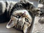 Котята - фото 3