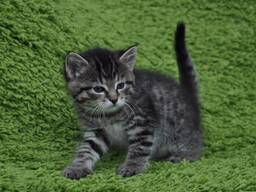 Kätzchen Jungen und Mädchen