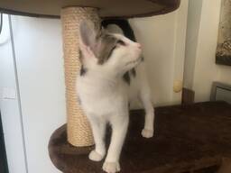 Котенок Мальчик