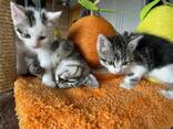 Котята мальчики и девочки - фото 3