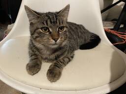 Котята Мейн Кун микс мальчики