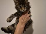 Котята породы MeineCoon, возраст 1,5 месяца. - фото 1