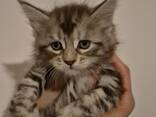 Котята породы MeineCoon, возраст 1,5 месяца. - фото 3
