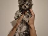 Kätzchen der Rasse Maine Coon, Alter 2 Monate. - photo 6