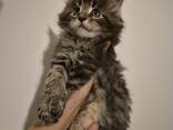 Kätzchen der Rasse Maine Coon, Alter 2 Monate. - photo 7