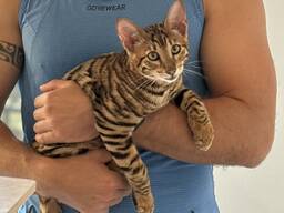 Котята породы Тойгер