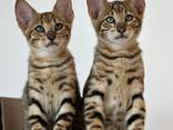 Котята породы Тойгер - фото 5