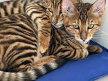 Котята породы Тойгер - фото 7