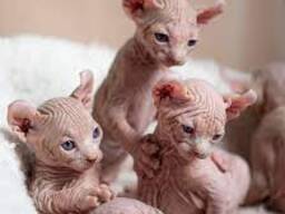 Котята сфинксаc