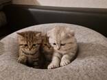 Котята в Германии - фото 3