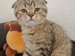 Котята в Германии - фото 1