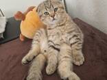 Котята в Германии - фото 2