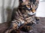 Kätzchen der Rasse Maine Coon. Vollständiger Satz von Dokumenten. - фото 1