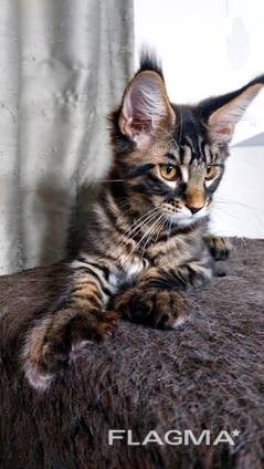 Kätzchen der Rasse Maine Coon. Vollständiger Satz von Dokumenten.