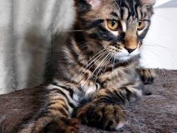 Kätzchen der Rasse Maine Coon. Vollständiger Satz von Dokumenten. Hervorragender Stammbaum.