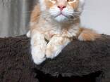 Kätzchen der Rasse Maine Coon. Vollständiger Satz von Dokumenten. - фото 2