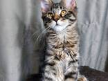 Kätzchen der Rasse Maine Coon. Vollständiger Satz von Dokumenten. - фото 3