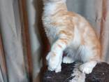 Kätzchen der Rasse Maine Coon. Vollständiger Satz von Dokumenten. - фото 4