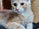 Kätzchen der Rasse Maine Coon. Vollständiger Satz von Dokumenten. - фото 5