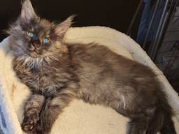 Kätzchen der Rasse Maykun