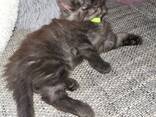 Kätzchen der Rasse Maykun - фото 3
