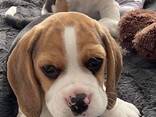 Kräftige Beagle-Welpen abzugeben - фото 1