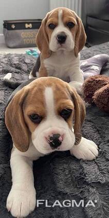 Kräftige Beagle-Welpen abzugeben