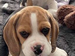 Kräftige Beagle-Welpen abzugeben