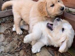 Kräftige Golden-Retriever-Welpen in Top-Qualität.