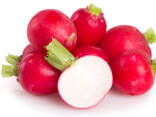 Red radish from Uzbekistan - фото 2