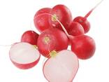 Red radish from Uzbekistan - фото 3