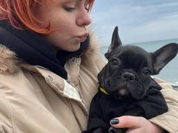 Французского бульдога