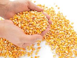 Кукуруза фуражная