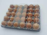 Kunststoffverpackungen für Eier, Beeren, Früchte, Fleisch, E