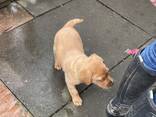 KC-Labradorwelpen - photo 3