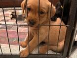 KC-Labradorwelpen - photo 2