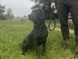 Labrador sucht eine neue Familie - фото 1
