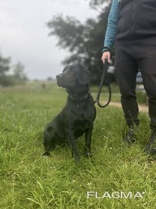 Labrador sucht eine neue Familie