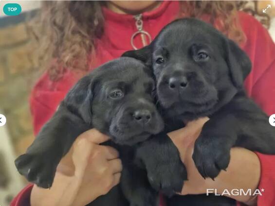Labrador Welpen in schwarz und blond M/W