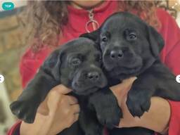 Labrador Welpen in schwarz und blond M/W