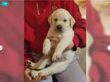 Labrador Welpen in schwarz und blond M/W - фото 2
